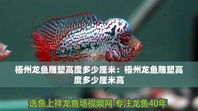 梧州龍魚雕塑高度多少厘米：梧州龍魚雕塑高度多少厘米高