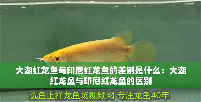 大湖紅龍魚與印尼紅龍魚的差別是什么：大湖紅龍魚與印尼紅龍魚的區別 大湖紅龍魚與印尼紅龍魚的差別是什么：大湖紅龍魚與印尼紅龍魚的區別 大湖紅龍魚百科 第2張