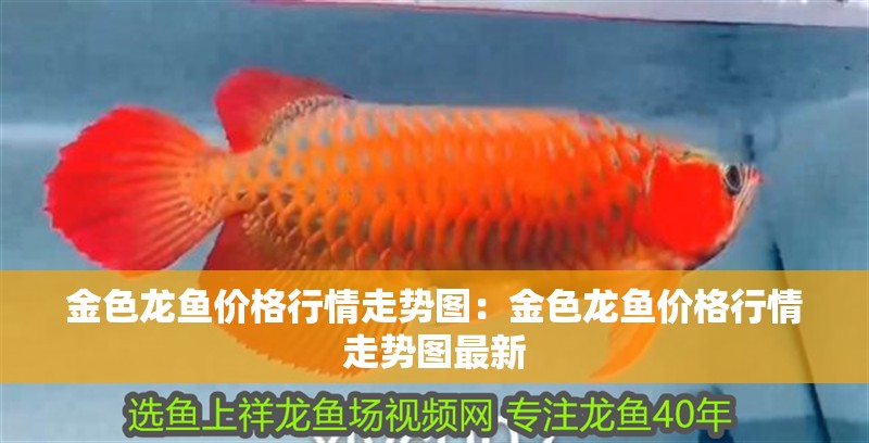 金色龍魚價格行情走勢圖：金色龍魚價格行情走勢圖最新