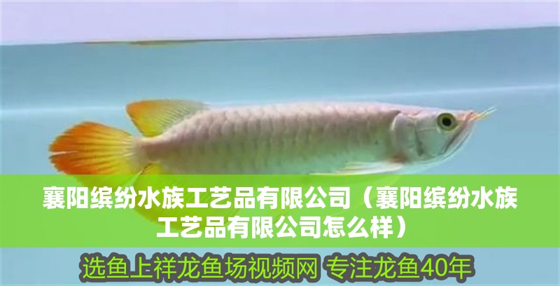 襄陽繽紛水族工藝品有限公司（襄陽繽紛水族工藝品有限公司怎么樣）