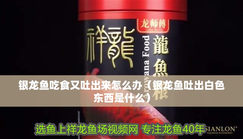 銀龍魚吃食又吐出來怎么辦（銀龍魚吐出白色東西是什么）