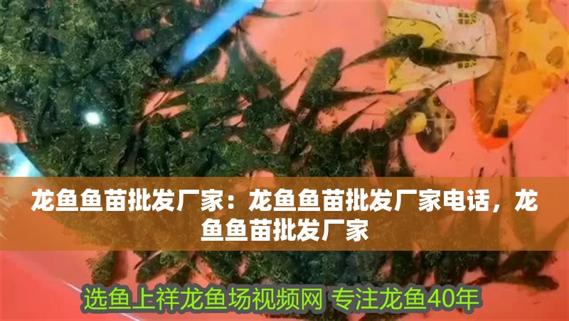 龍魚魚苗批發廠家：龍魚魚苗批發廠家電話，龍魚魚苗批發廠家