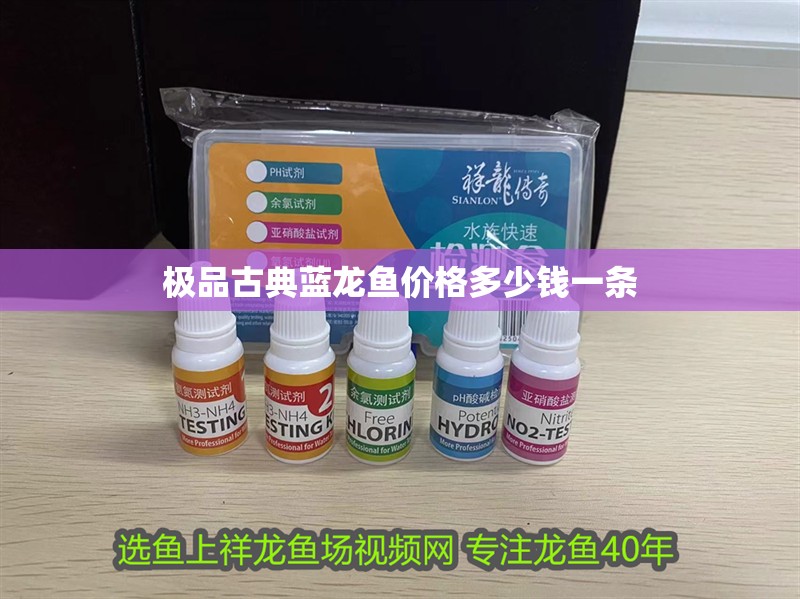 極品古典藍(lán)龍魚(yú)價(jià)格多少錢(qián)一條