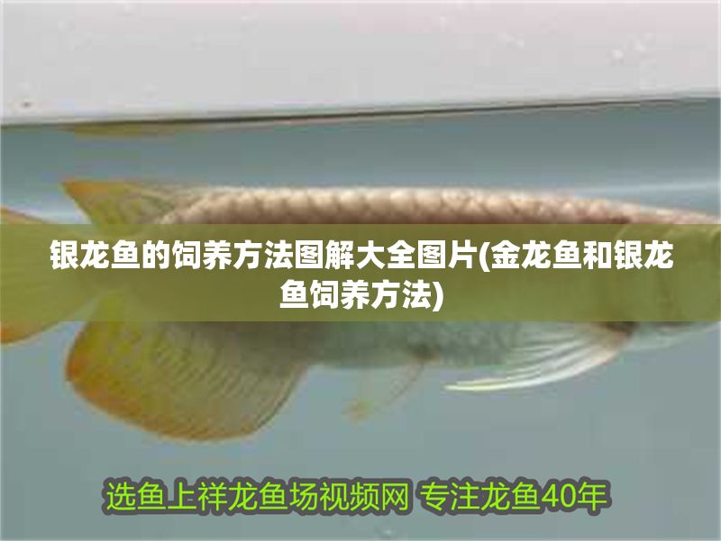 銀龍魚的飼養(yǎng)方法圖解大全圖片(金龍魚和銀龍魚飼養(yǎng)方法)