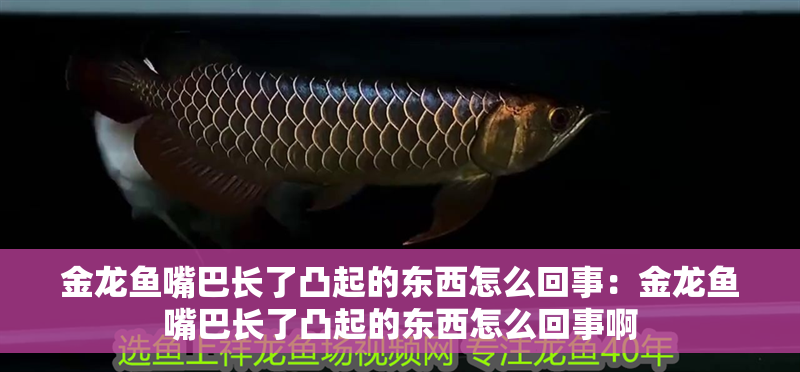 金龍魚嘴巴長了凸起的東西怎么回事：金龍魚嘴巴長了凸起的東西怎么回事啊