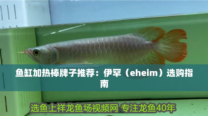 魚缸加熱棒牌子推薦：伊罕（eheim）選購指南