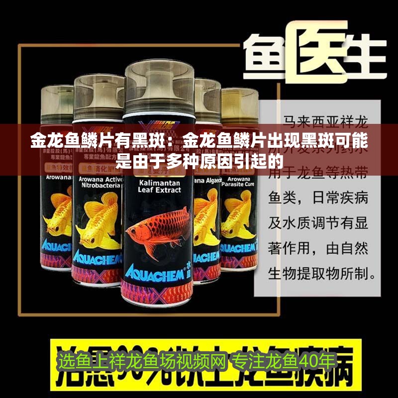 金龍魚鱗片有黑斑：金龍魚鱗片出現黑斑可能是由于多種原因引起的