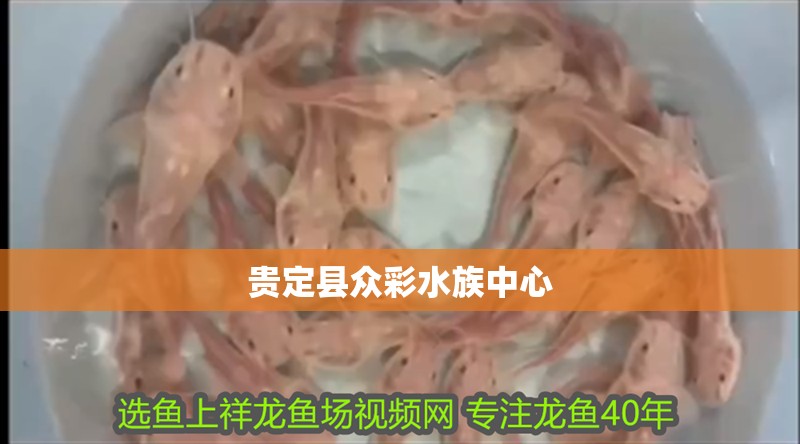 貴定縣眾彩水族中心