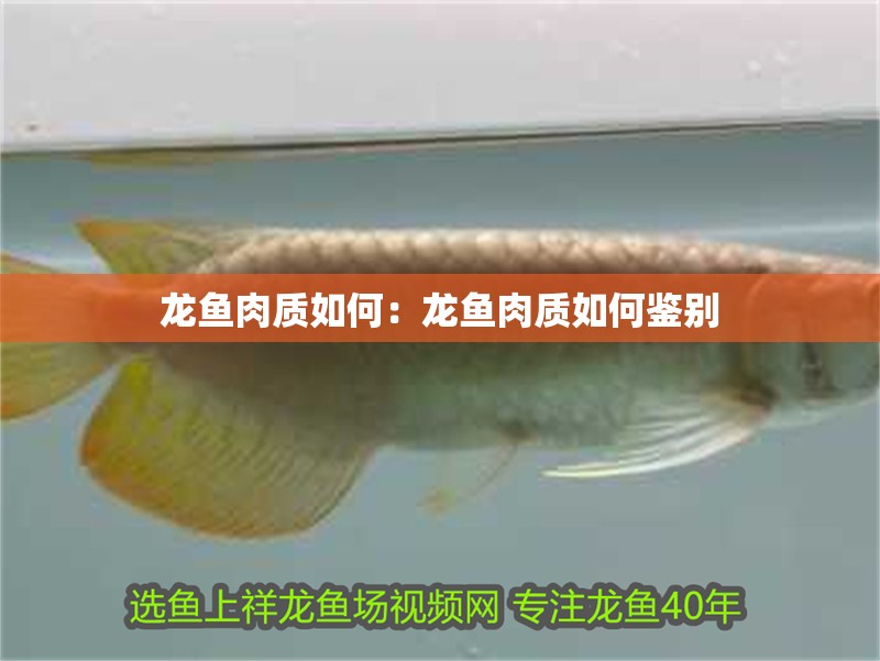 龍魚肉質如何：龍魚肉質如何鑒別
