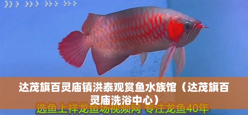 達茂旗百靈廟鎮洪泰觀賞魚水族館（達茂旗百靈廟洗浴中心） 達茂旗百靈廟鎮洪泰觀賞魚水族館（達茂旗百靈廟洗浴中心） 全國水族館企業名錄 第1張