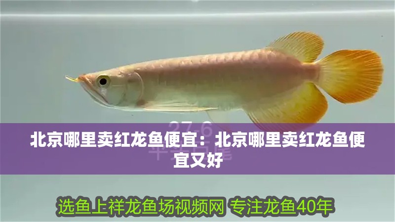 北京哪里賣紅龍魚便宜：北京哪里賣紅龍魚便宜又好
