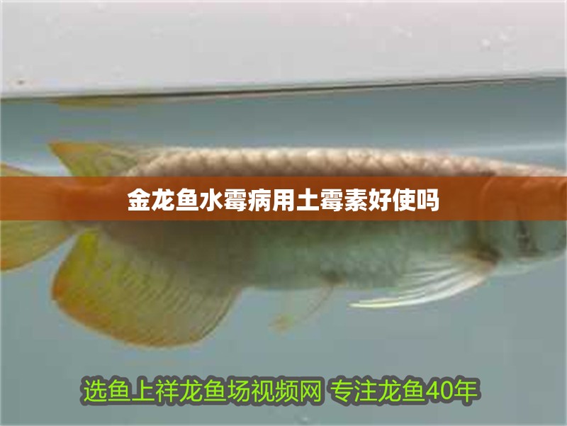 金龍魚水霉病用土霉素好使嗎