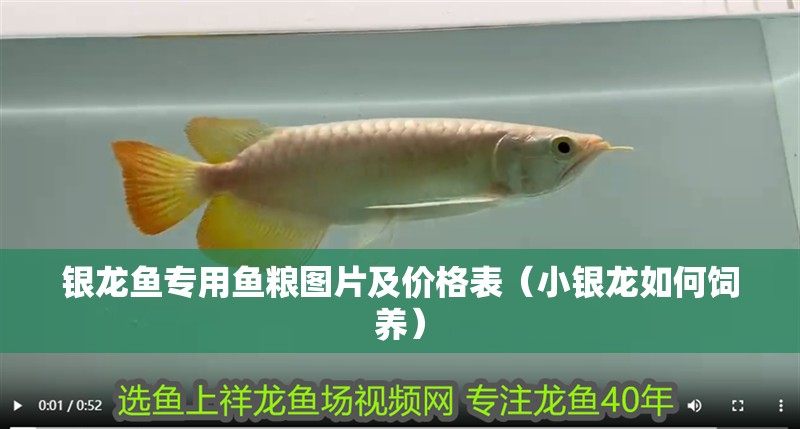 銀龍魚專用魚糧圖片及價格表（小銀龍如何飼養）