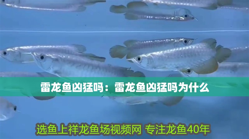 雷龍魚兇猛嗎：雷龍魚兇猛嗎為什么