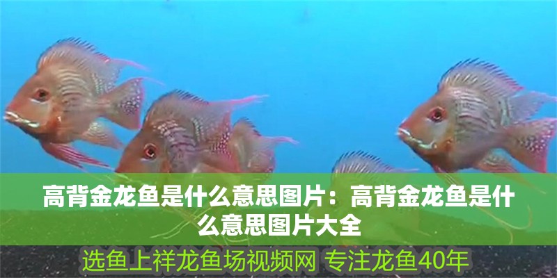高背金龍魚是什么意思圖片：高背金龍魚是什么意思圖片大全