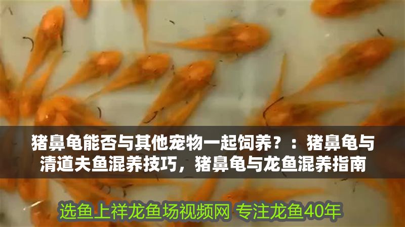 豬鼻龜能否與其他寵物一起飼養？：豬鼻龜與清道夫魚混養技巧，豬鼻龜與龍魚混養指南
