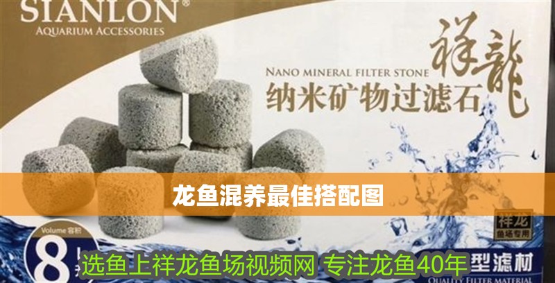 龍魚混養最佳搭配圖