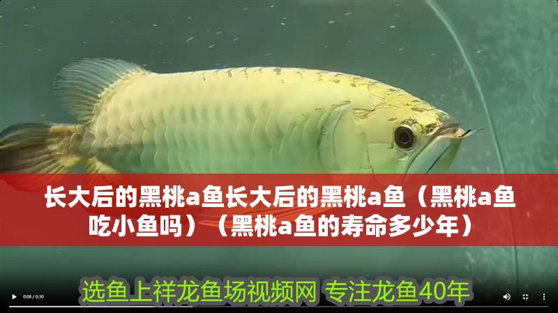 長(zhǎng)大后的黑桃a魚(yú)長(zhǎng)大后的黑桃a魚(yú)（黑桃a魚(yú)吃小魚(yú)嗎）（黑桃a魚(yú)的壽命多少年）