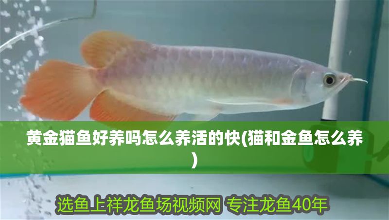 黃金貓魚好養嗎怎么養活的快(貓和金魚怎么養)