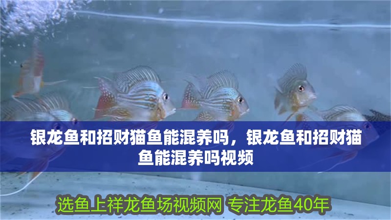 銀龍魚和招財(cái)貓魚能混養(yǎng)嗎，銀龍魚和招財(cái)貓魚能混養(yǎng)嗎視頻