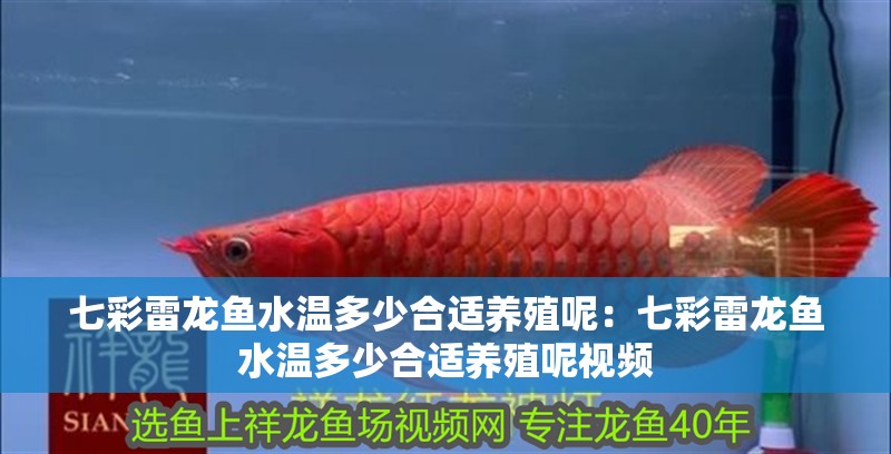 七彩雷龍魚水溫多少合適養(yǎng)殖呢：七彩雷龍魚水溫多少合適養(yǎng)殖呢視頻