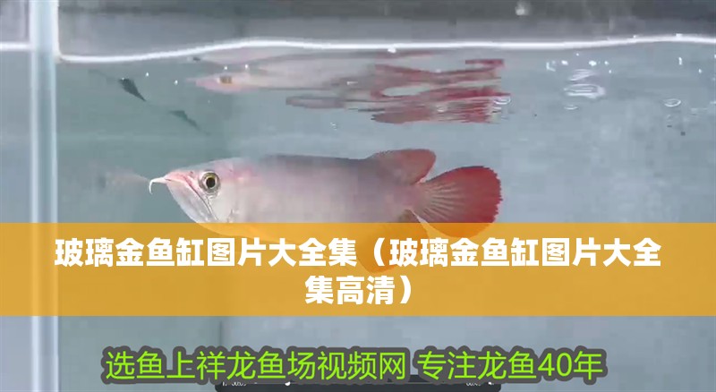 玻璃金魚缸圖片大全集（玻璃金魚缸圖片大全集高清）