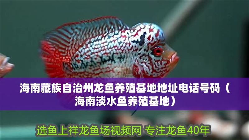 海南藏族自治州龍魚養殖基地地址電話號碼（海南淡水魚養殖基地）