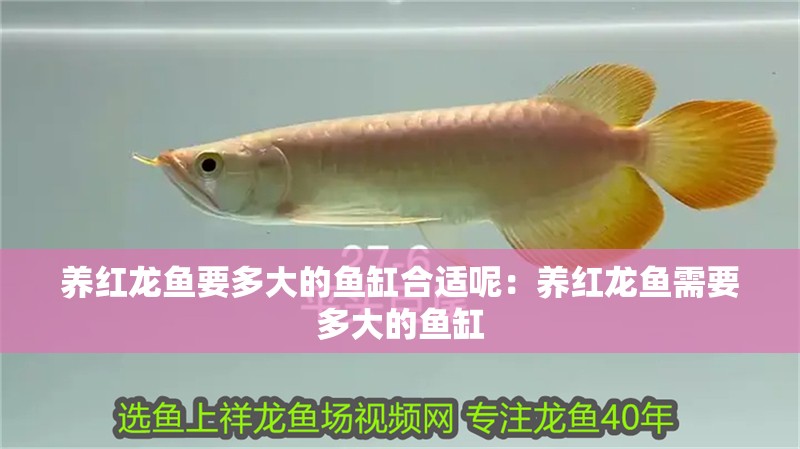 養(yǎng)紅龍魚要多大的魚缸合適呢：養(yǎng)紅龍魚需要多大的魚缸