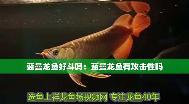 藍曼龍魚好斗嗎：藍曼龍魚有攻擊性嗎