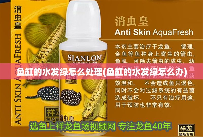 魚缸的水發綠怎么處理(魚缸的水發綠怎么辦)