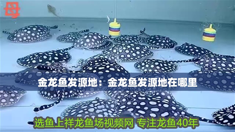 金龍魚發源地：金龍魚發源地在哪里