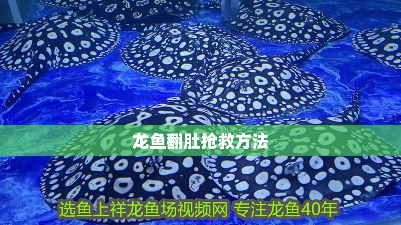 龍魚翻肚搶救方法