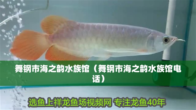 舞鋼市海之韻水族館(舞鋼市海之韻水族館電話) 全國(guó)水族館企業(yè)名錄 第1張 舞鋼市海之韻水族館(舞鋼市海之韻水族館電話) 舞鋼市海之韻水族館(舞鋼市海之韻水族館電話) 全國(guó)水族館企業(yè)名錄 第1張