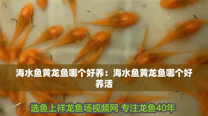 海水魚黃龍魚哪個好養：海水魚黃龍魚哪個好養活