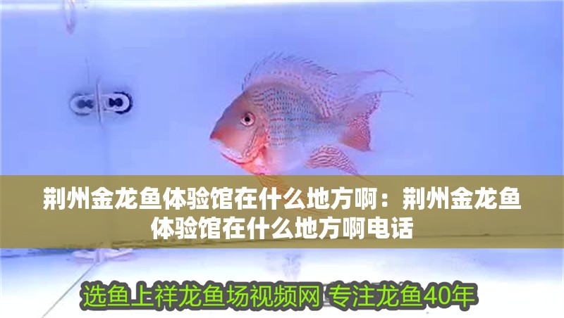 荊州金龍魚體驗館在什么地方?。呵G州金龍魚體驗館在什么地方啊電話