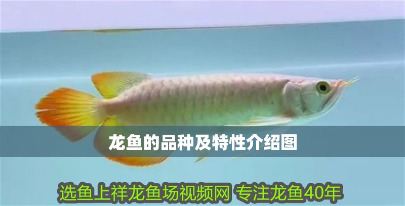 龍魚的品種及特性介紹圖