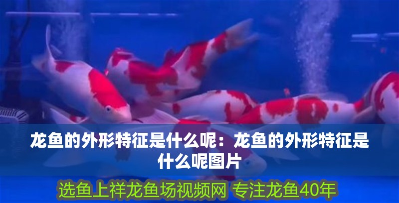 龍魚的外形特征是什么呢：龍魚的外形特征是什么呢圖片