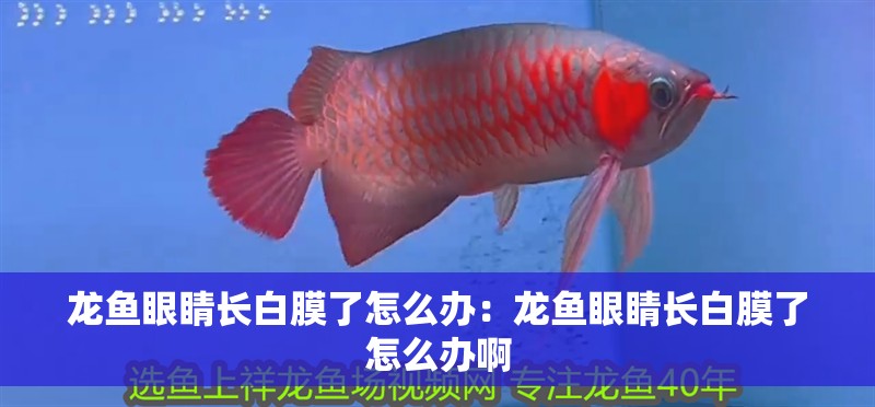 龍魚眼睛長白膜了怎么辦：龍魚眼睛長白膜了怎么辦啊