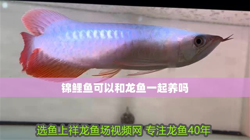 錦鯉魚可以和龍魚一起養嗎