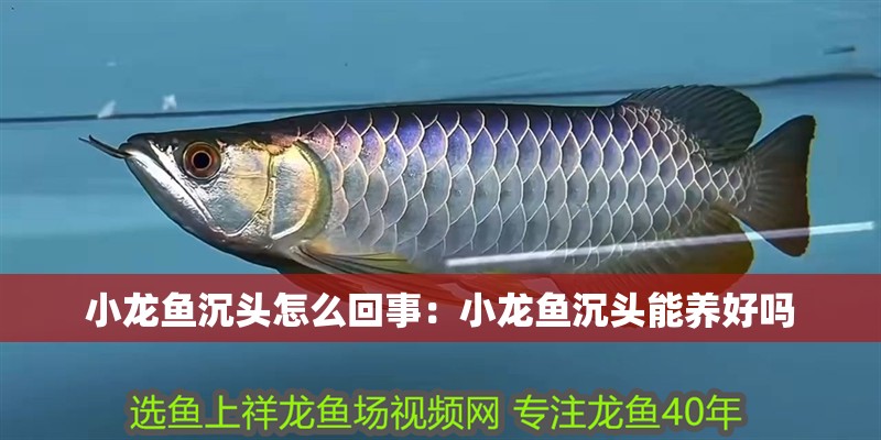 小龍魚(yú)沉頭怎么回事：小龍魚(yú)沉頭能養(yǎng)好嗎