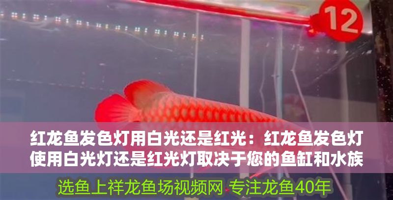 紅龍魚發色燈用白光還是紅光：紅龍魚發色燈使用白光燈還是紅光燈取決于您的魚缸和水族箱的光照