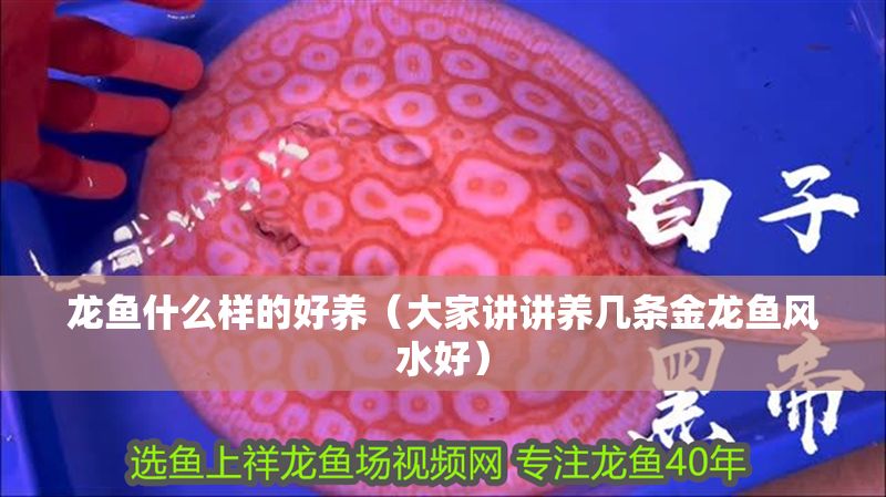 龍魚什么樣的好養(yǎng)（大家講講養(yǎng)幾條金龍魚風(fēng)水好）