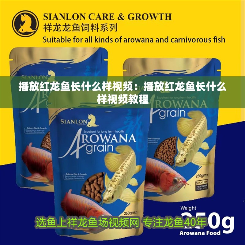 播放紅龍魚長什么樣視頻：播放紅龍魚長什么樣視頻教程