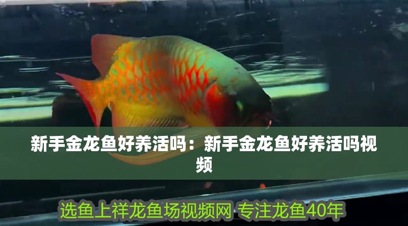 新手金龍魚好養(yǎng)活嗎：新手金龍魚好養(yǎng)活嗎視頻