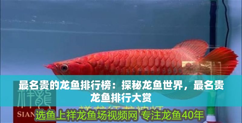 最名貴的龍魚排行榜：探秘龍魚世界，最名貴龍魚排行大賞
