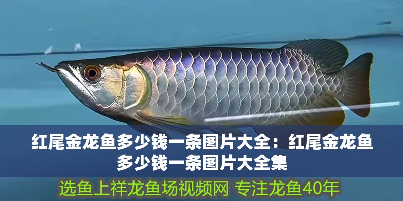 紅尾金龍魚(yú)多少錢(qián)一條圖片大全：紅尾金龍魚(yú)多少錢(qián)一條圖片大全集