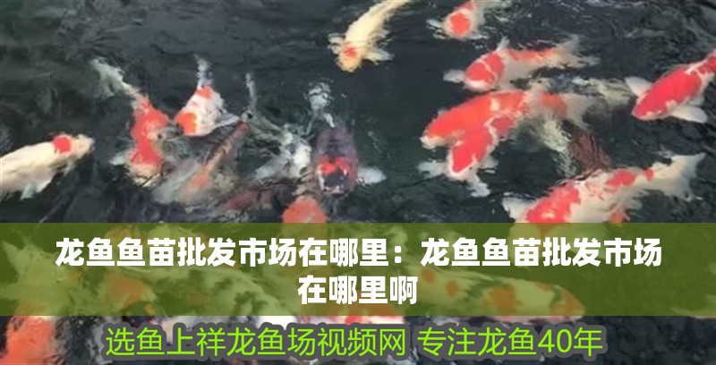 龍魚魚苗批發(fā)市場在哪里：龍魚魚苗批發(fā)市場在哪里啊