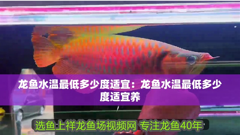 龍魚水溫最低多少度適宜：龍魚水溫最低多少度適宜養
