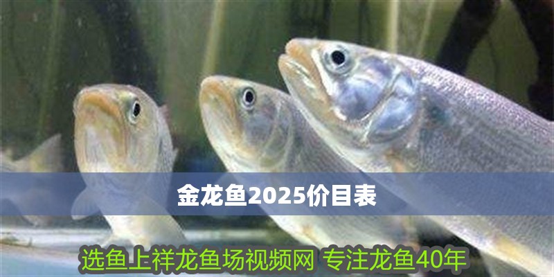 金龍魚2025價(jià)目表
