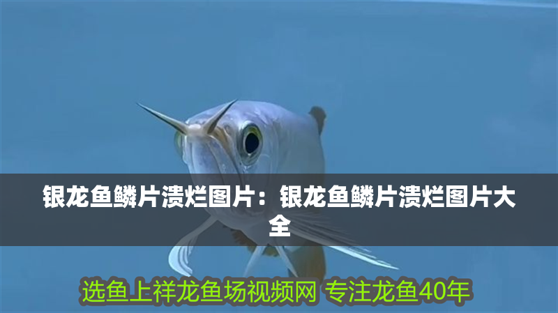 銀龍魚鱗片潰爛圖片：銀龍魚鱗片潰爛圖片大全 銀龍魚鱗片潰爛圖片：銀龍魚鱗片潰爛圖片大全 水族問答